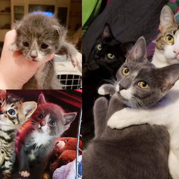 Proceeds Help Me Save Animals Lives - Picture 5 of 7